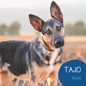 Mehr über den Artikel erfahren TAJO