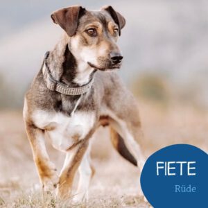 Mehr über den Artikel erfahren FIETE