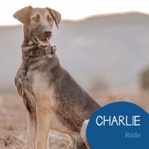 Mehr über den Artikel erfahren CHARLIE