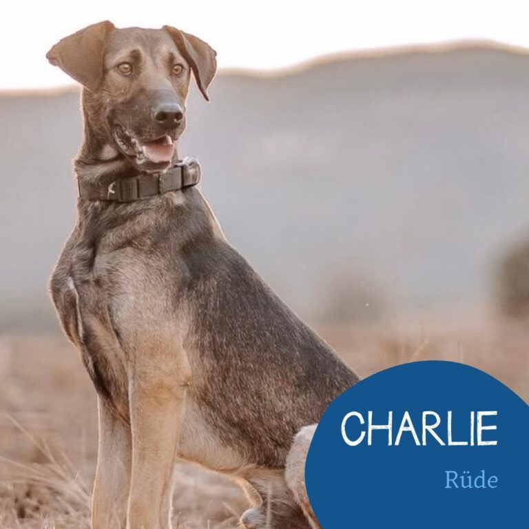 Mehr über den Artikel erfahren CHARLIE