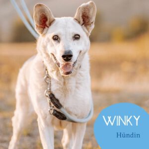 Mehr über den Artikel erfahren WINKY