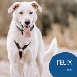 Mehr über den Artikel erfahren FELIX
