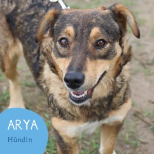 Mehr über den Artikel erfahren ARYA