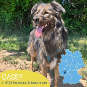 Mehr über den Artikel erfahren Cassy