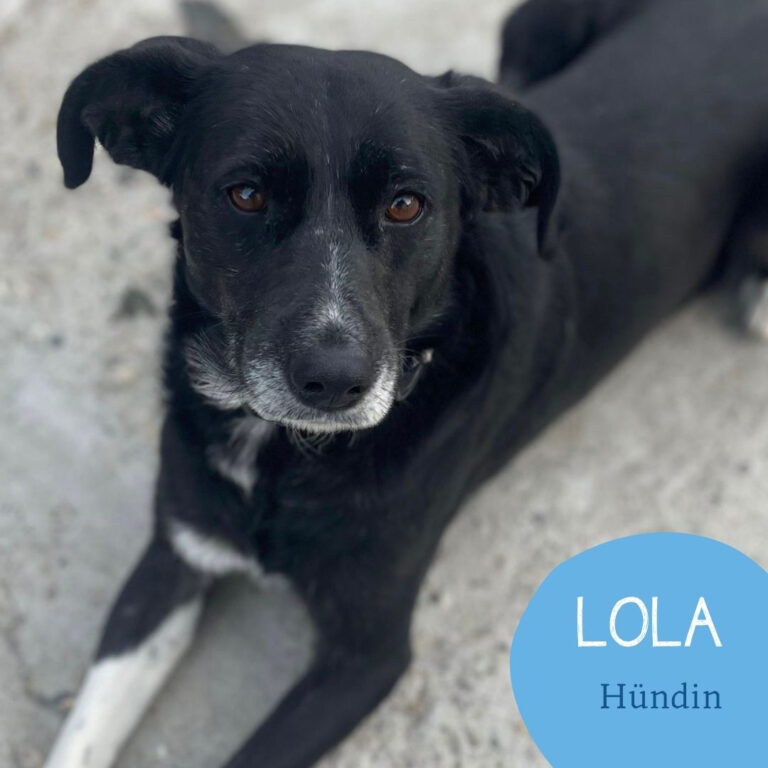 Mehr über den Artikel erfahren LOLA