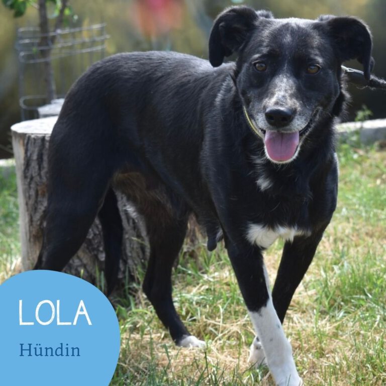 Mehr über den Artikel erfahren LOLA