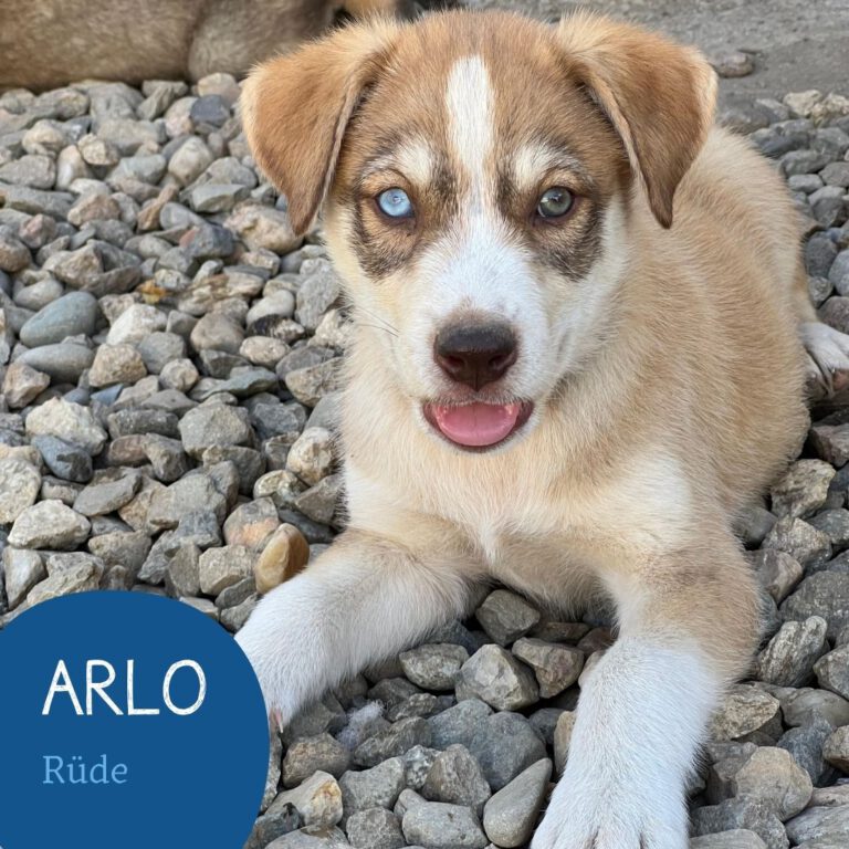 Mehr über den Artikel erfahren ARLO