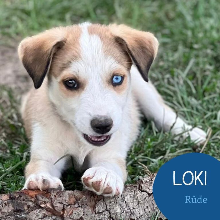 Mehr über den Artikel erfahren LOKI