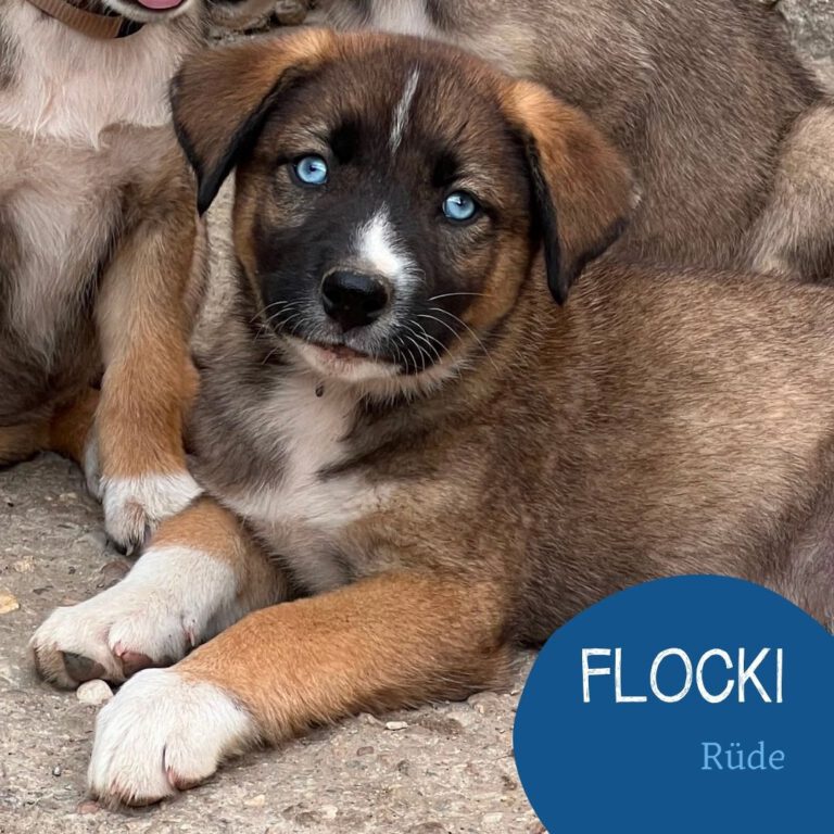Mehr über den Artikel erfahren FLOCKI