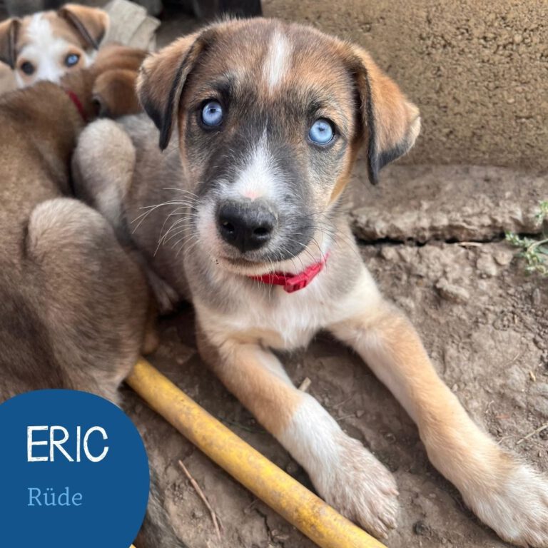 Mehr über den Artikel erfahren ERIC