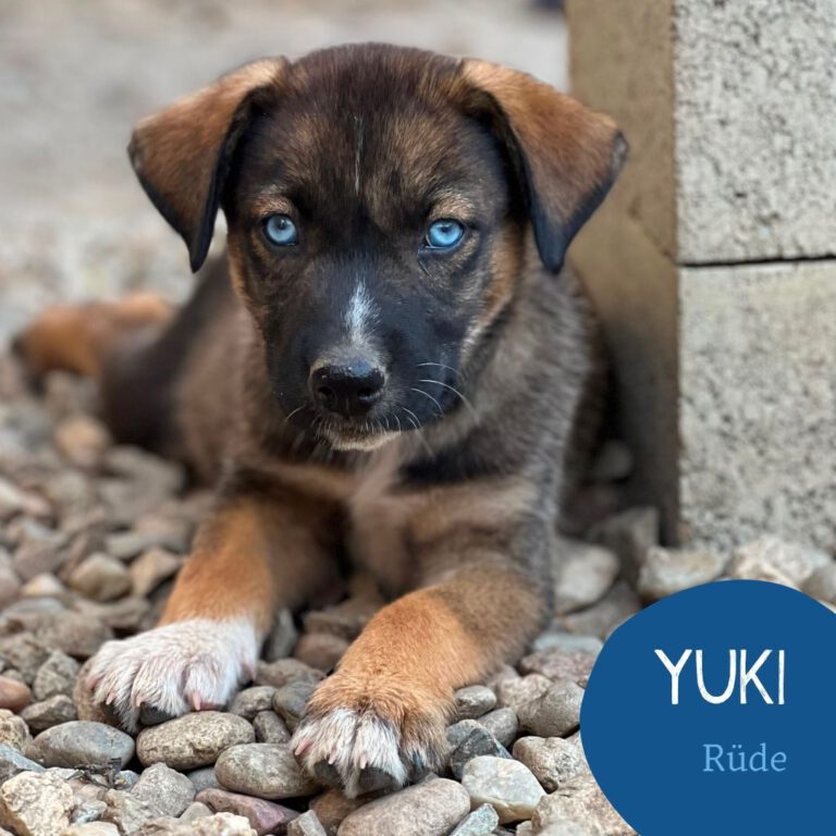 Mehr über den Artikel erfahren YUKI