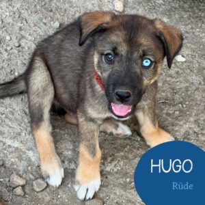 Mehr über den Artikel erfahren HUGO