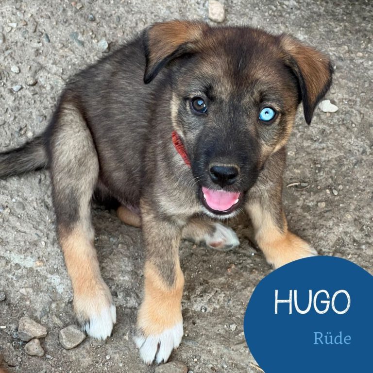 Mehr über den Artikel erfahren HUGO