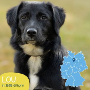 Mehr über den Artikel erfahren LOU