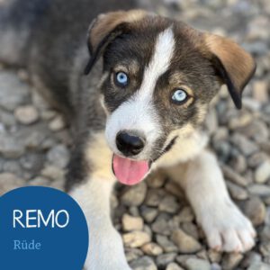 Mehr über den Artikel erfahren REMO