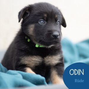 Mehr über den Artikel erfahren Odin