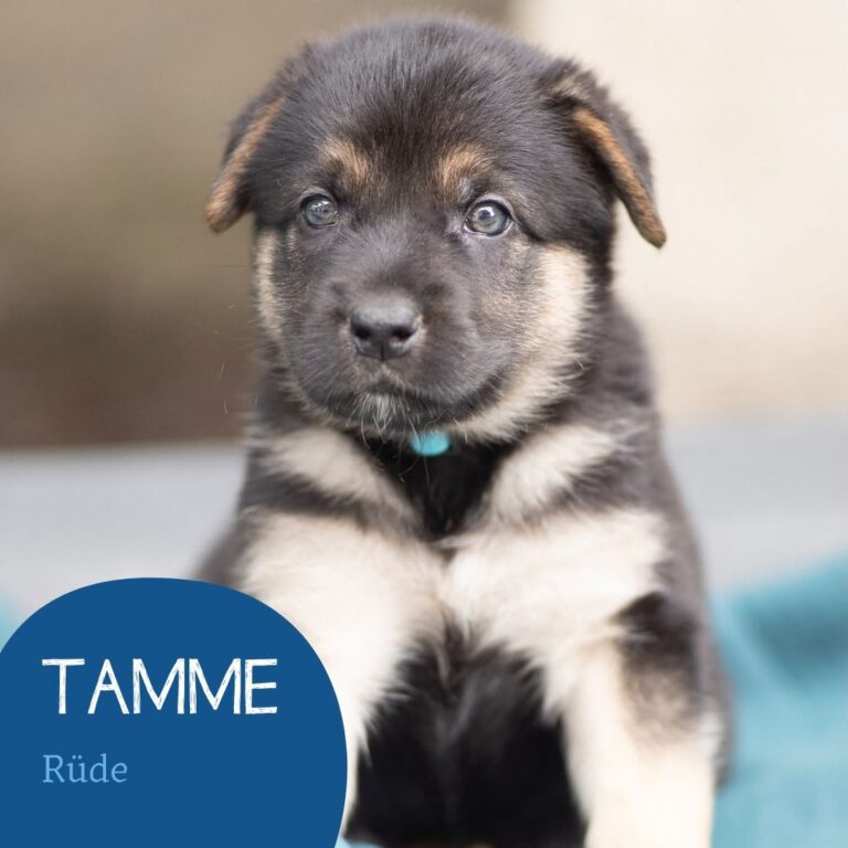 Mehr über den Artikel erfahren TAMME