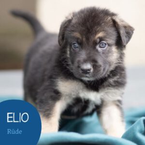 Mehr über den Artikel erfahren ELIO
