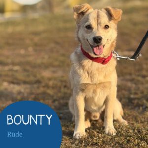 Mehr über den Artikel erfahren BOUNTY