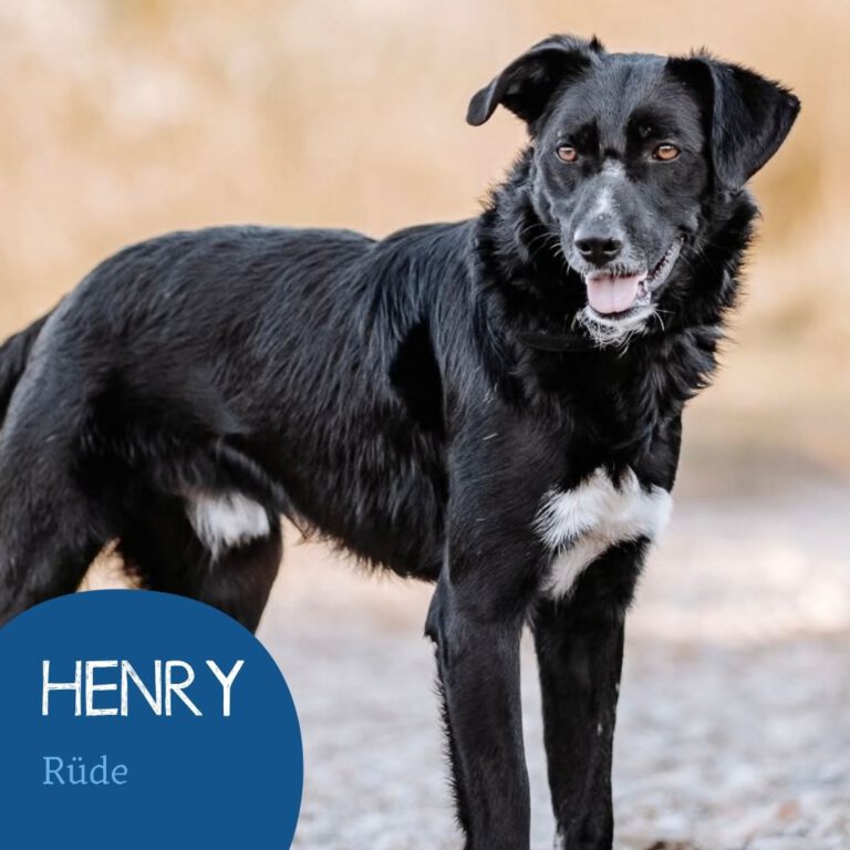 Mehr über den Artikel erfahren HENRY