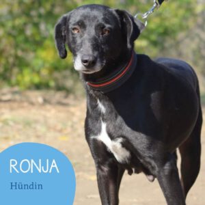 Mehr über den Artikel erfahren RONJA
