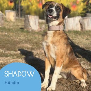 Mehr über den Artikel erfahren SHADOW