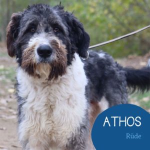Mehr über den Artikel erfahren ATHOS