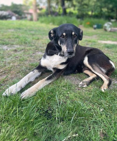 01_sadie_4 01_sadie_4