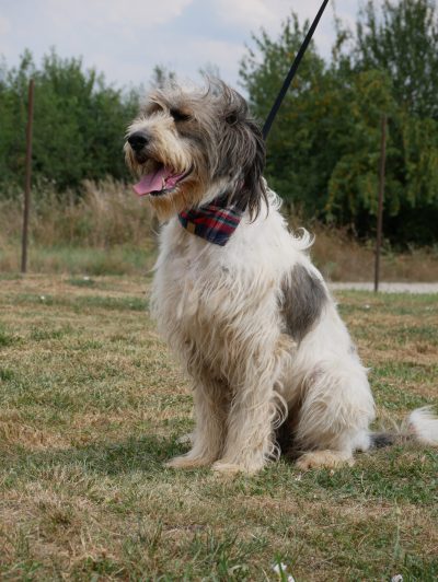 Fluffy_5 Fluffy_5