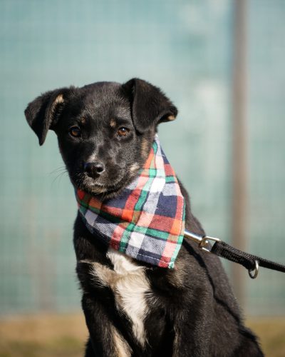 Heidi-1352 Heidi-1352