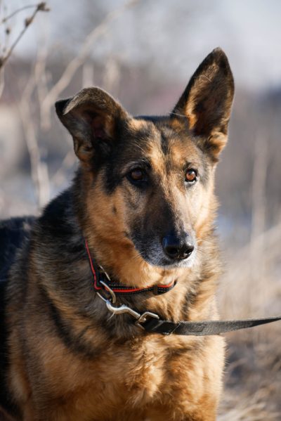 Nala_18 Nala_18