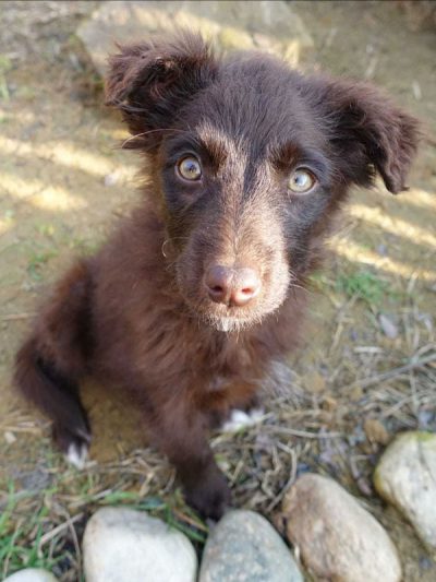 Yolli_h1 Hundedame Yolli